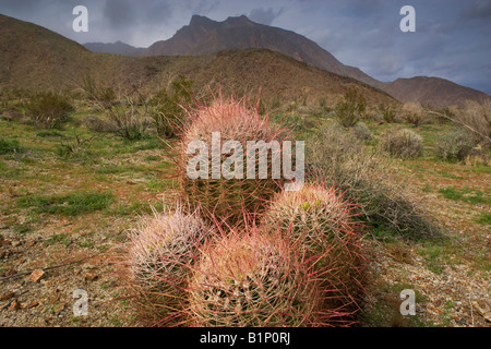 Canna Southwestern Cactus Anza Borrego Desert State Park California Foto Stock