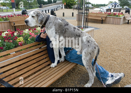 Grande alano cane in piedi sul sedile con il proprietario Norfolk Broads REGNO UNITO Foto Stock