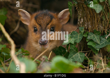 Baby muntjac nascosti nel giardino di legno-pila Foto Stock