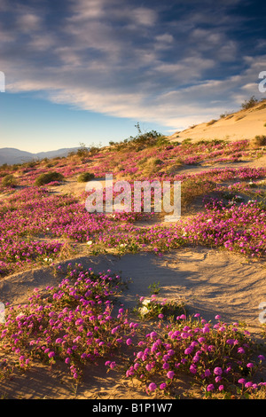 Fiori di campo deserto di sabbia Verbena Abronia villosa Anza Borrego Desert State Park California Foto Stock