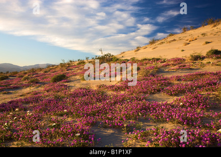 Fiori di campo deserto di sabbia Verbena Abronia villosa Anza Borrego Desert State Park California Foto Stock