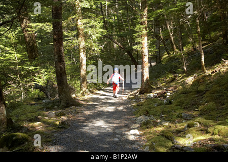 Little Boy a piedi nella foresta di faggio su Greenstone via Greenstone valle vicino al lago di Wakatipu Isola del Sud della Nuova Zelanda Foto Stock