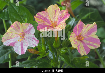 Mirabilis Jalapa 'rotto colori' (quattro ore di fiore, meraviglia del Perù) Foto Stock