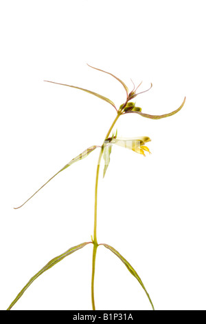 Vacca comune-grano contro uno sfondo bianco Foto Stock