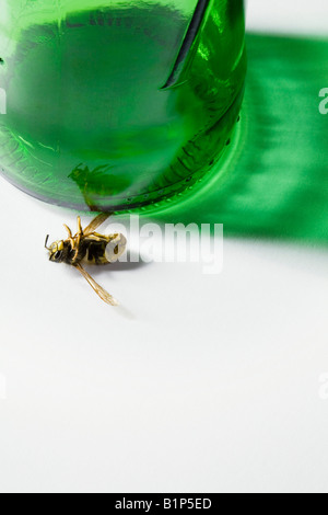 Wasp ucciso dalla bottiglia di birra Foto Stock