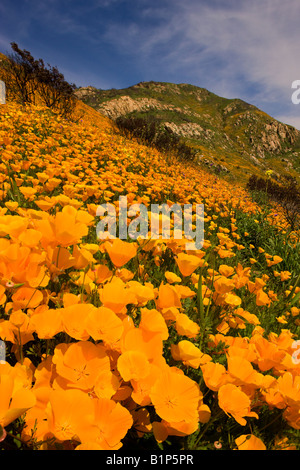 Fiori Selvatici, in bruciato colline della Contea di San Diego dal 2007 Strega Creek Fire vicino al lago Hodges, California. Foto Stock