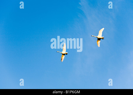 Le oche in volo di sera il tempo di alimentazione al Wildfowl & Wetlands Trust Slimbridge Wetland Centre, Gloucestershire Foto Stock