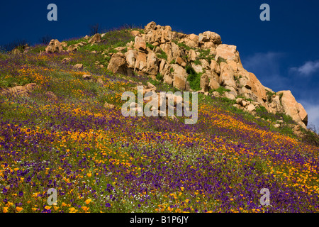 Fiori Selvatici, in bruciato colline della Contea di San Diego dal 2007 Strega Creek Fire vicino al lago Hodges, California. Foto Stock