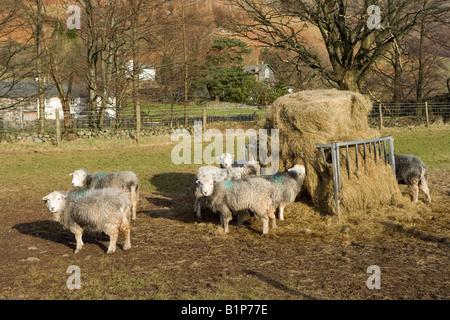 Herdwick sheep in Langdale Valley, Cumbira Foto Stock