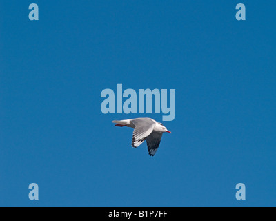 Silver Gull Larus novaehollandiae Foto Stock