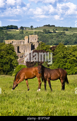 I cavalli da corsa dal Middleham stalle con Middleham Castle in background Wensleydale Yorkshire Dales Foto Stock