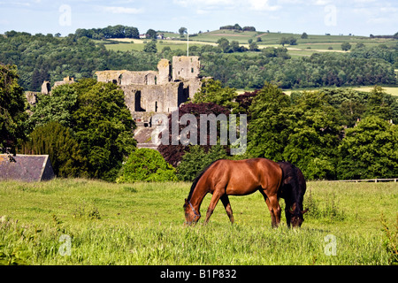 I cavalli da corsa dal Middleham stalle con Middleham Castle in background Wensleydale Yorkshire Dales Foto Stock