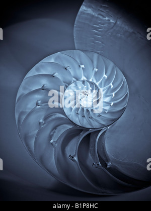 Nautilus bisecato Shell nella metà che mostra le camere Nautilus Pompilus genere Nautilus Foto Stock