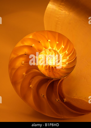 Nautilus bisecato Shell nella metà che mostra le camere Nautilus Pompilus genere Nautilus Foto Stock