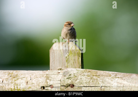 Femmina di casa passero (Passer domesticus) Foto Stock