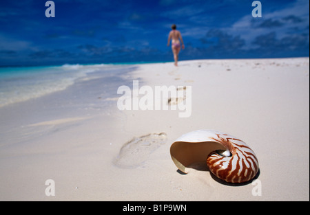 Nautilus shell su una spiaggia delle Maldive Foto Stock