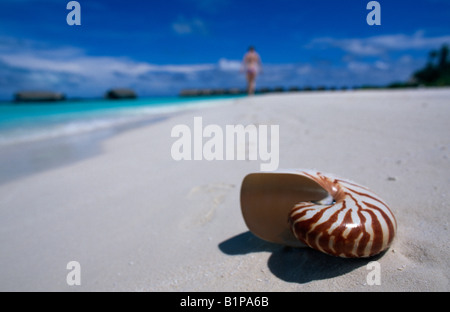 Nautilus shell su una spiaggia delle Maldive Foto Stock