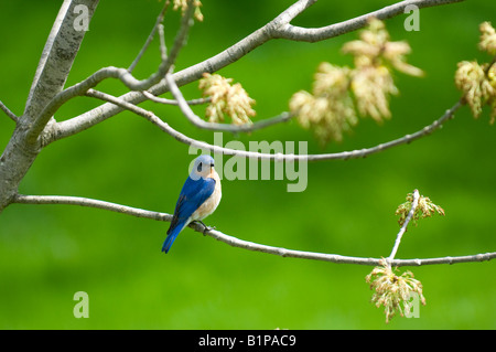 Blue Bird poggia su un ramo di albero in primavera in Missouri, USA. Foto Stock