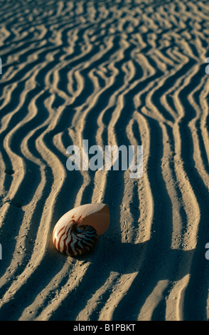 Nautilus shell su una spiaggia delle Maldive Foto Stock