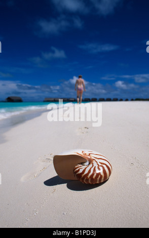 Nautilus shell su una spiaggia delle Maldive Foto Stock