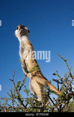 Meerkat sentinel suricata Suricatta Kalahari Meerkat Project Van Zylsrus Northern Cape Sud Africa Foto Stock