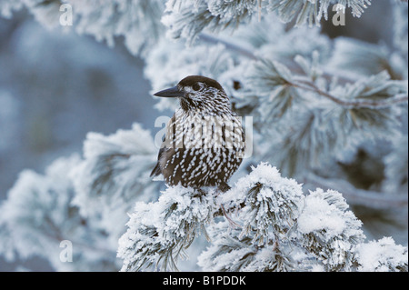 Avvistato Schiaccianoci Nucifraga caryocatactes adulto appollaiato sulla coperta di brina Pino cembro St Moritz svizzera Foto Stock