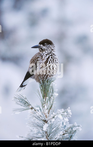 Avvistato Schiaccianoci Nucifraga caryocatactes adulto appollaiato sulla coperta di brina Pino cembro St Moritz svizzera Foto Stock