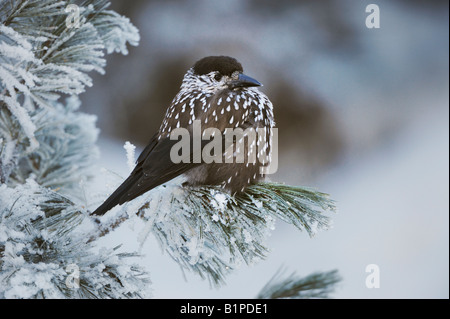 Avvistato Schiaccianoci Nucifraga caryocatactes adulto appollaiato sulla coperta di brina Pino cembro St Moritz svizzera Foto Stock