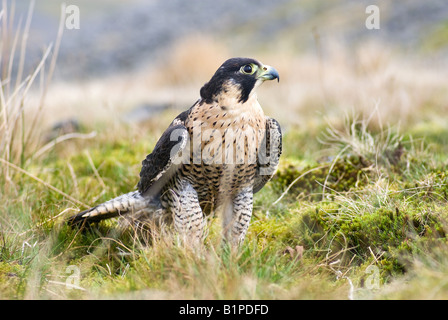 Chiusura del Falco pellegrino su mori- Falco peregrinus (prigioniero) Foto Stock