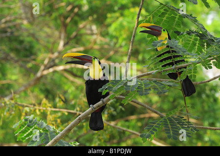 CHESTNUT MANDIBLED TUCANI coppia cantando su Acacia sp SWAINSON S TUCANI Ramphastos swainsonii COSTA RICA Foto Stock