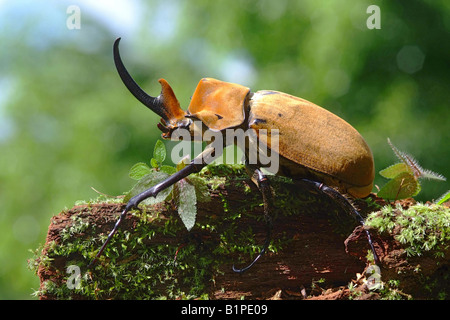 Megasoma elephas rinoceronte elefante scarabeo o ELEPHANT BEETLE su un tronco di muschio COSTA RICA Foto Stock