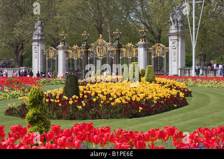 Tulipani di primavera presso il Memorial Gardens e Canada Gates vicino a Buckingham Palace Park London Inghilterra England Foto Stock