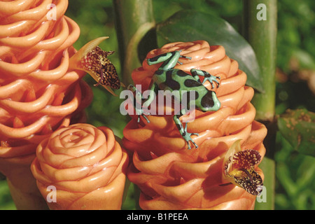 Dendrobates auratus turchese rana su infiorescenza di zenzero e fiori Zingiber spectabile POISON DART FROG COSTA RICA Foto Stock