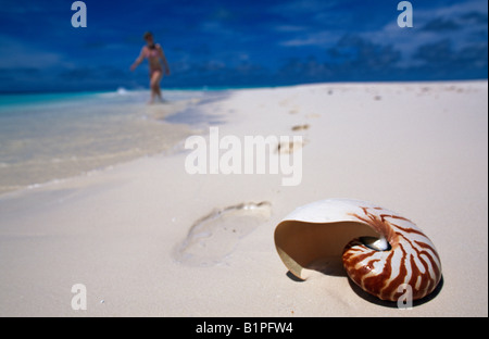 Nautilus shell su una spiaggia delle Maldive Foto Stock
