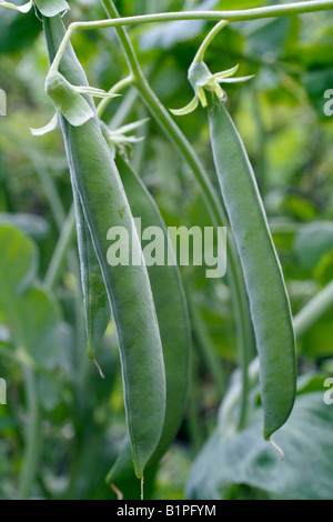 La varietà del patrimonio DI LONG PODDED PEA CON FINO A 12 PISELLI PER POD NOTO COME JACK GOLD S il segnale di PEA IN CRESCITA IN HOLBROOK GIARDINO DEVON Foto Stock