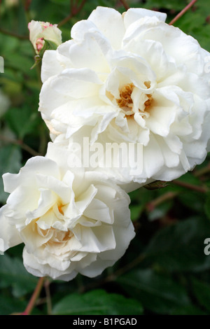 ROSA la prosperità AGM HYBRID MUSK ROSE Foto Stock