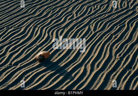 Nautilus shell su una spiaggia delle Maldive Foto Stock