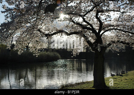 Silhouette fioritura tree by the waterside Foto Stock