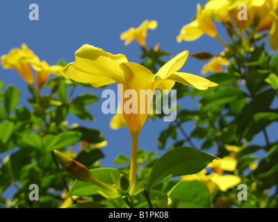 L'Allamanda cathartica, apocynaceae fiore giallo in primo piano sullo sfondo del cielo Foto Stock