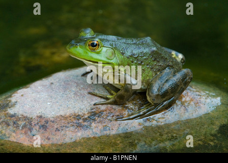 Rana verde Rana clamitans seduta su roccia USA orientale Foto Stock