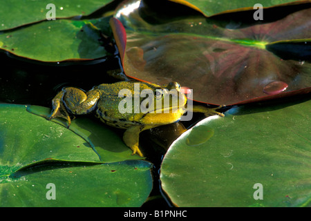 Bullfrog Rana catesbeiana su Lilypad est Stati Uniti Foto Stock