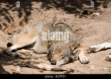 Sleeping Wolf, Canis lupus Foto Stock