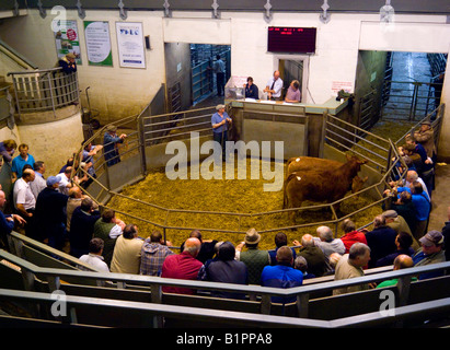 Gli agricoltori a Bakewell Mercato del Bestiame nel Derbyshire Peak District Inghilterra REGNO UNITO Foto Stock