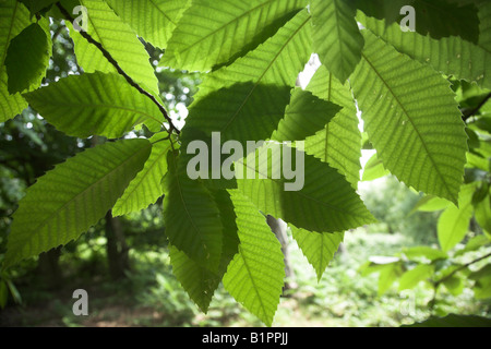 Castanea sativa castagno - sole che splende attraverso foglie suggestiva della fotosintesi Foto Stock