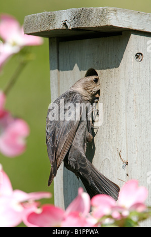 Femmina con testa marrone Cowbird studiando i potenziali host Nest - Verticale Foto Stock