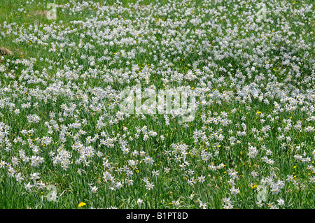 Fioritura di prato di montagna con il poeta narcisi, Narcissus poeticus, Les Avants, Svizzera Foto Stock