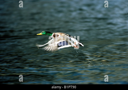 Canard Colvert Mallard Duck Anas platyrhynchos anatidi animali Anseriformes Asia Asien Aves uccelli Canard Colvert dedicarmi duck Foto Stock