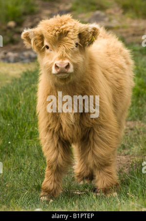 Full lenght giovani highland mucca e vitello. Foto Stock