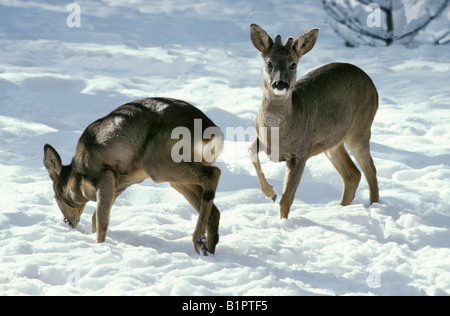 Chevreuil dans la neige Rehe im Schnee in appoggio il Capriolo Capreolus capreolus su un campo nevoso Acker animali Artiodactyla Cervidae Foto Stock