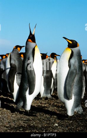 Manchot royal Koenigspinguin re Penguin Aptenodytes patagonicus maschi visualizzazione per animale femmina antartico Antark Antartide Foto Stock